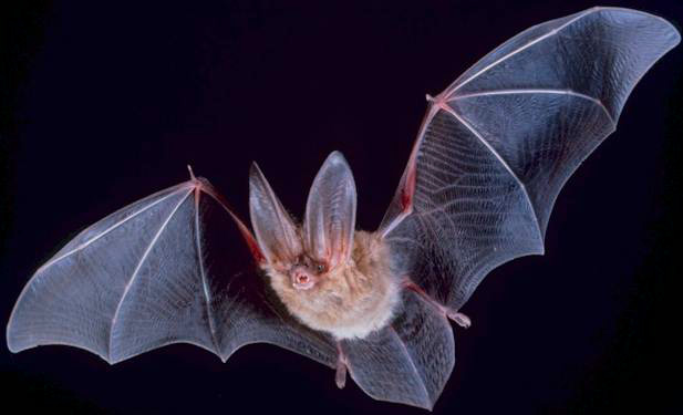 Die Fledermaus